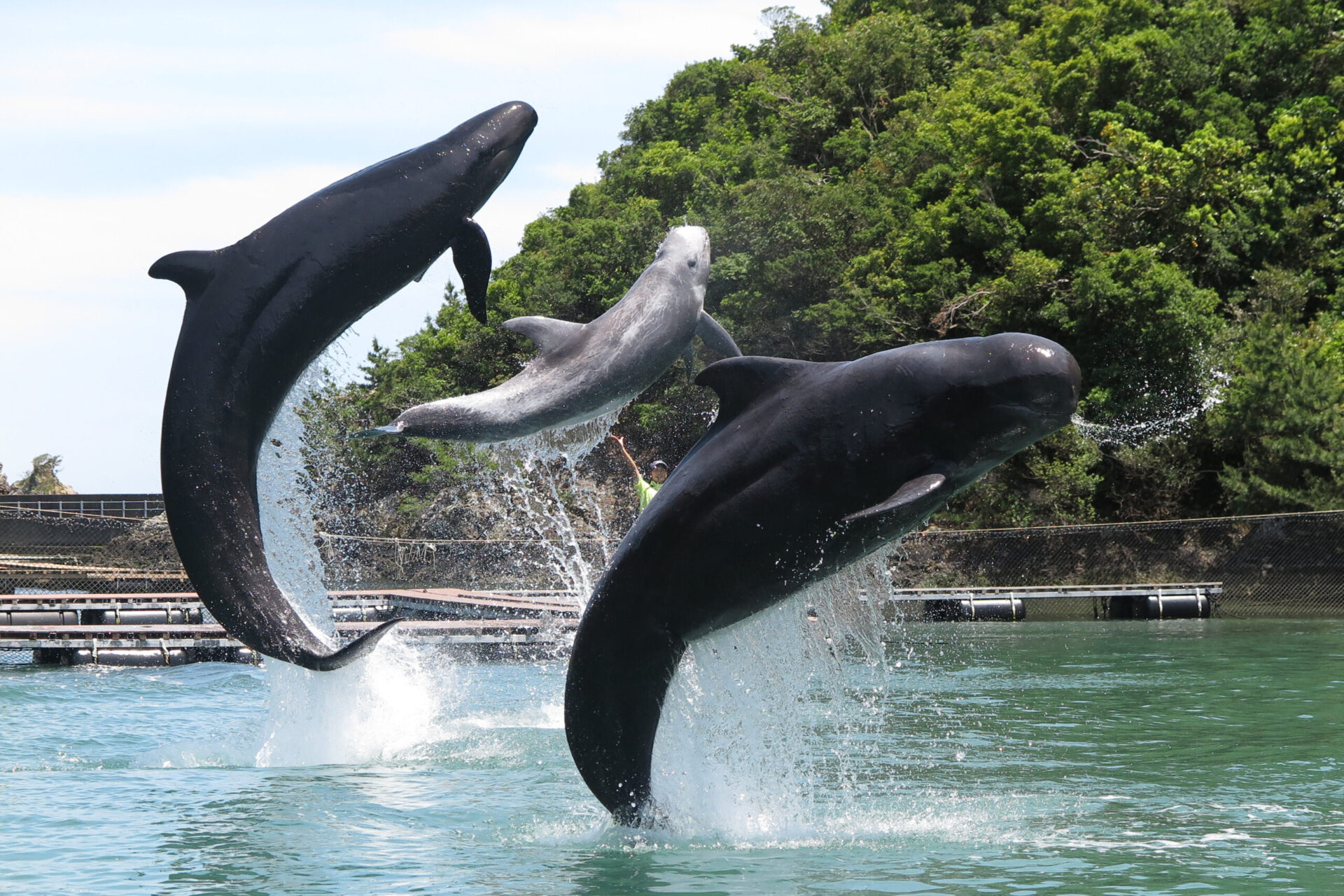 施設案内 | 太地町立くじらの博物館