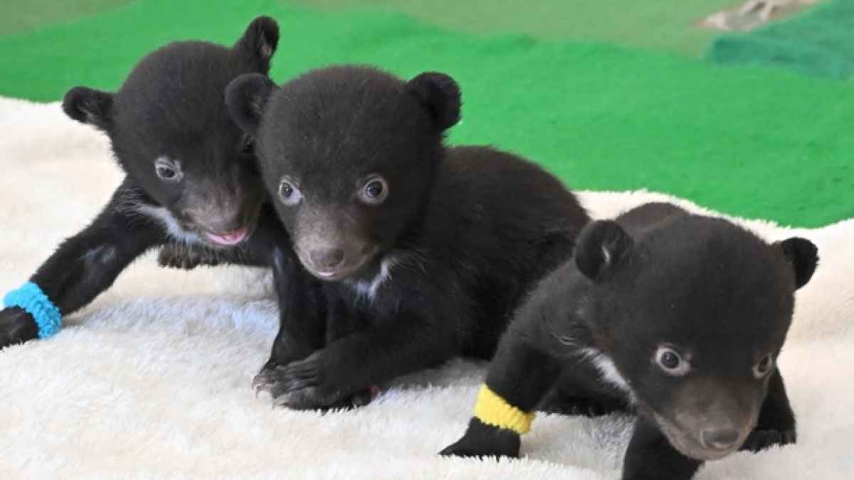 動画あり】クマの赤ちゃん3頭お披露目 阿蘇カドリー・ドミニオン｜熊本
