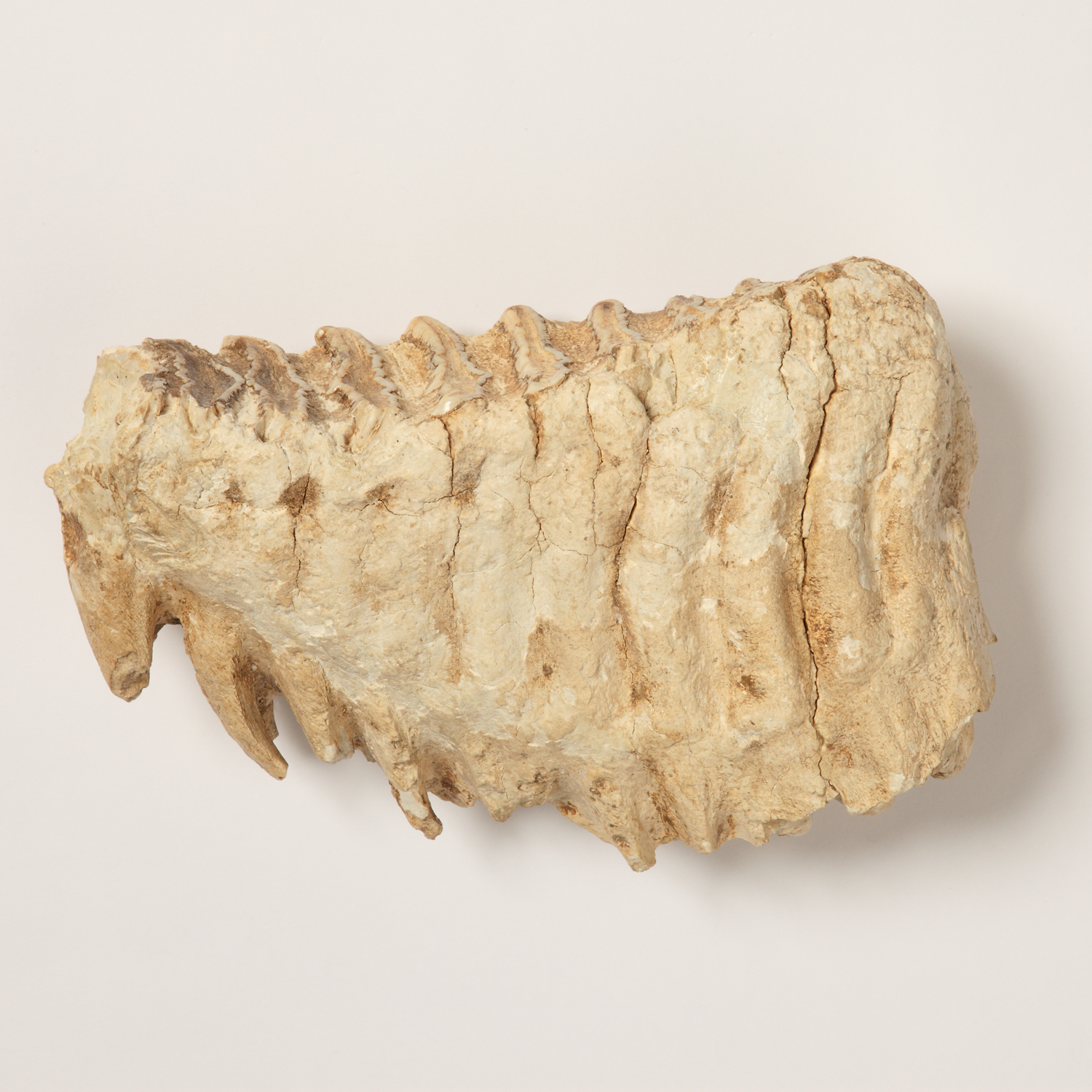 ふるさとの宝物｜青森県立郷土館 Aomori Prefectural Museum