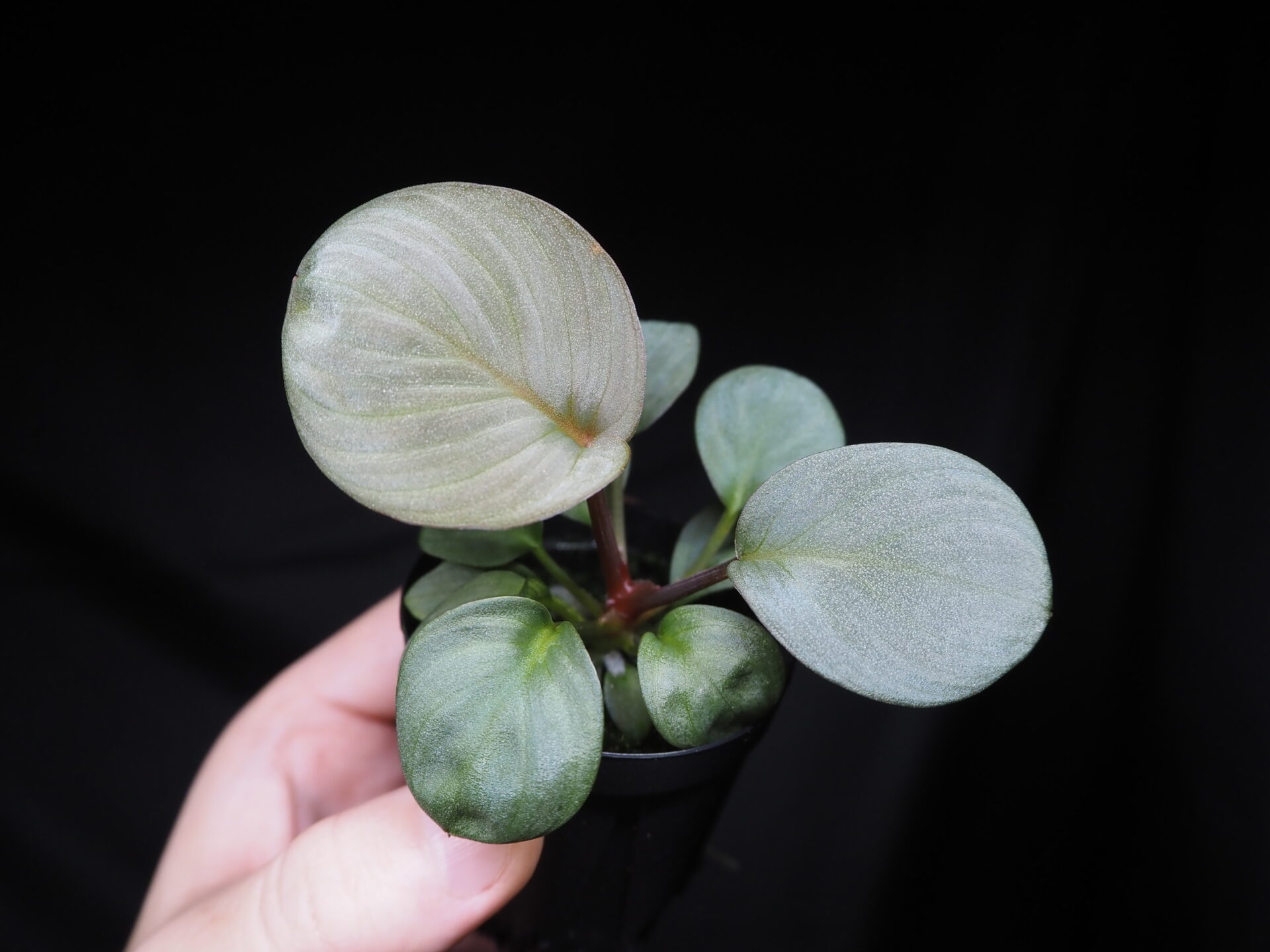 Rooted ! Homalomena sp. 月輪 Sumatera utara LA Rec130 F1 - KZT