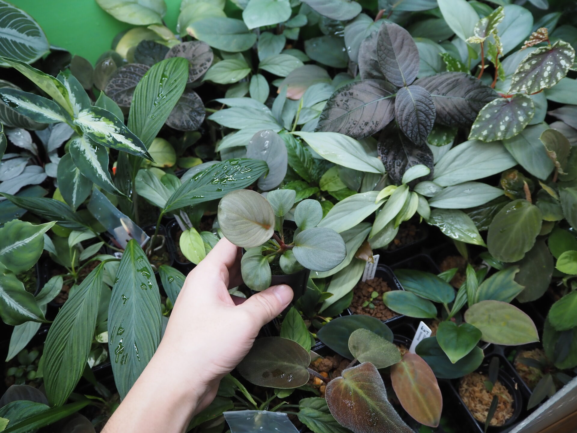 Rooted ! Homalomena sp. 月輪 Sumatera utara LA Rec130 F1 - KZT