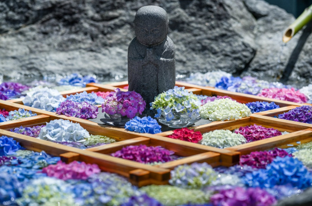 石川県の初夏・梅雨を彩る花特集！｜特集｜【公式】石川県の観光/旅行