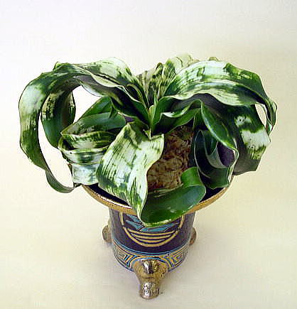 矢筈獅子 (やはずしし) Yahazushishi – おもとの豊明園（ほうめいえん）