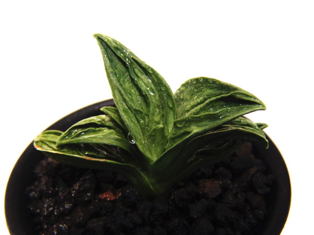 万年青 力和の話 – おもとの豊明園（ほうめいえん）