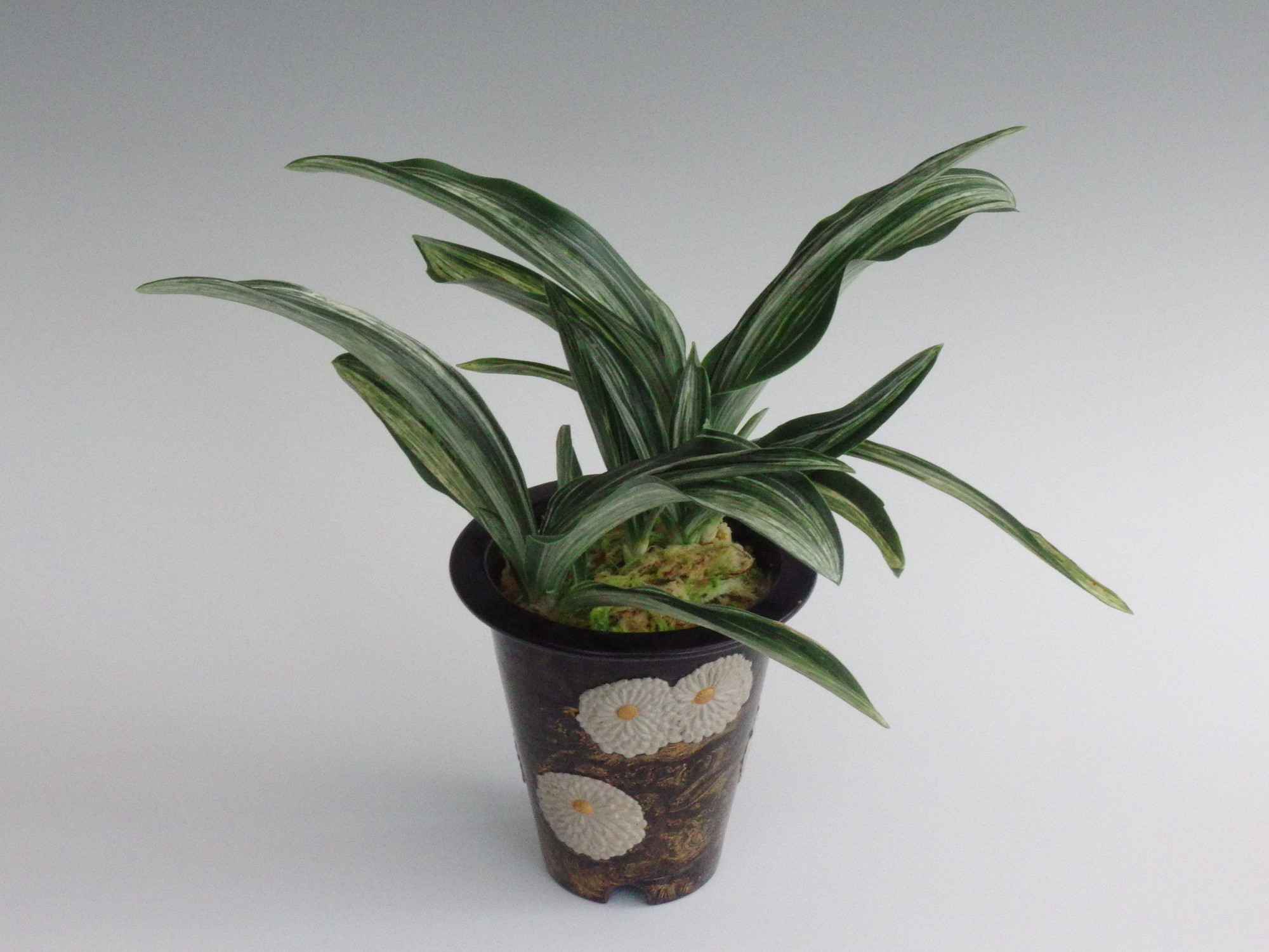 根岸の松 (ねぎしのまつ) Negishinomatsu – おもとの豊明園（ほうめい