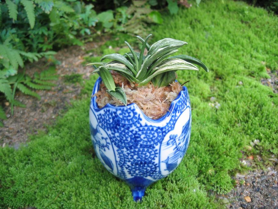 開運の引越しおもと ｜ 花言葉、種類、育て方、植え替えについて