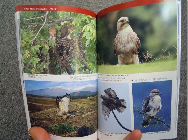 ワシタカ・ハヤブサ識別図鑑 Hobby's World｜野鳥撮影やバード