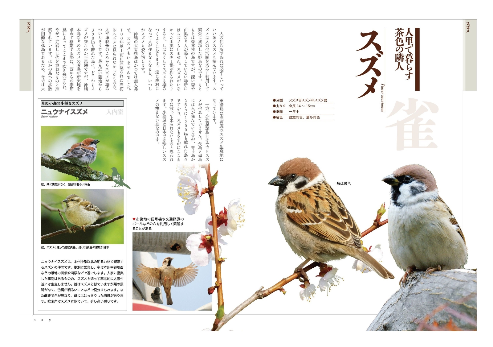 庭や街で愛でる野鳥の本 Hobby's World｜野鳥撮影やバードウォッチング