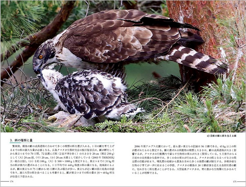 クマタカ生態図鑑 Hobby's World｜野鳥撮影やバードウォッチングの専門店