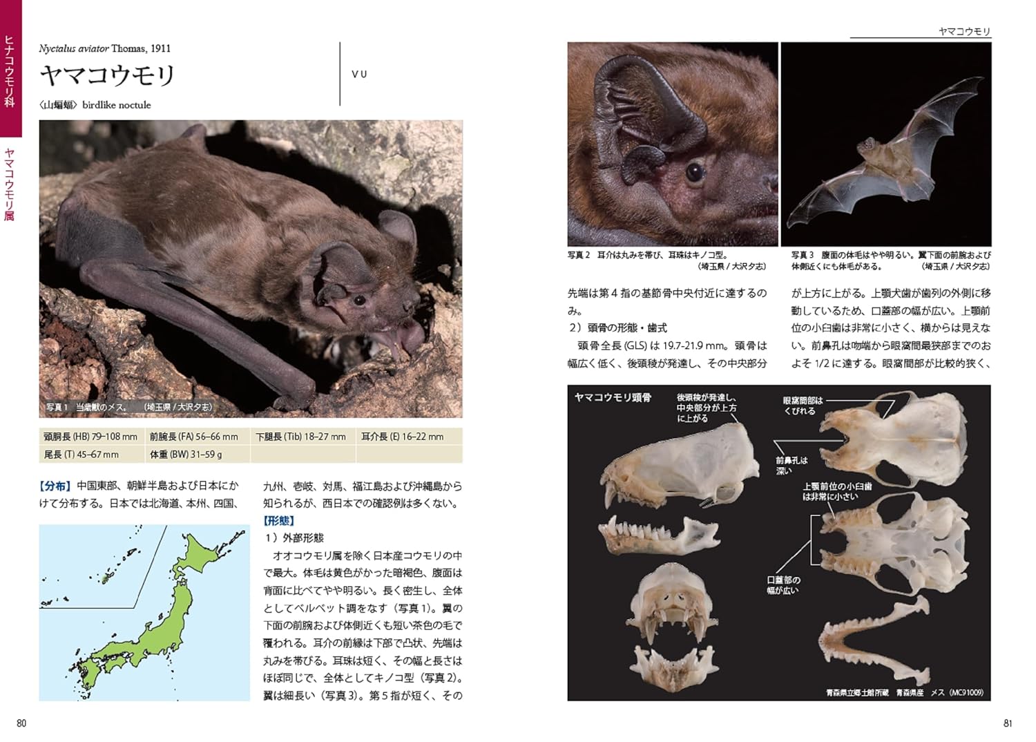 識別図鑑 日本のコウモリ Hobby's World｜野鳥撮影やバード