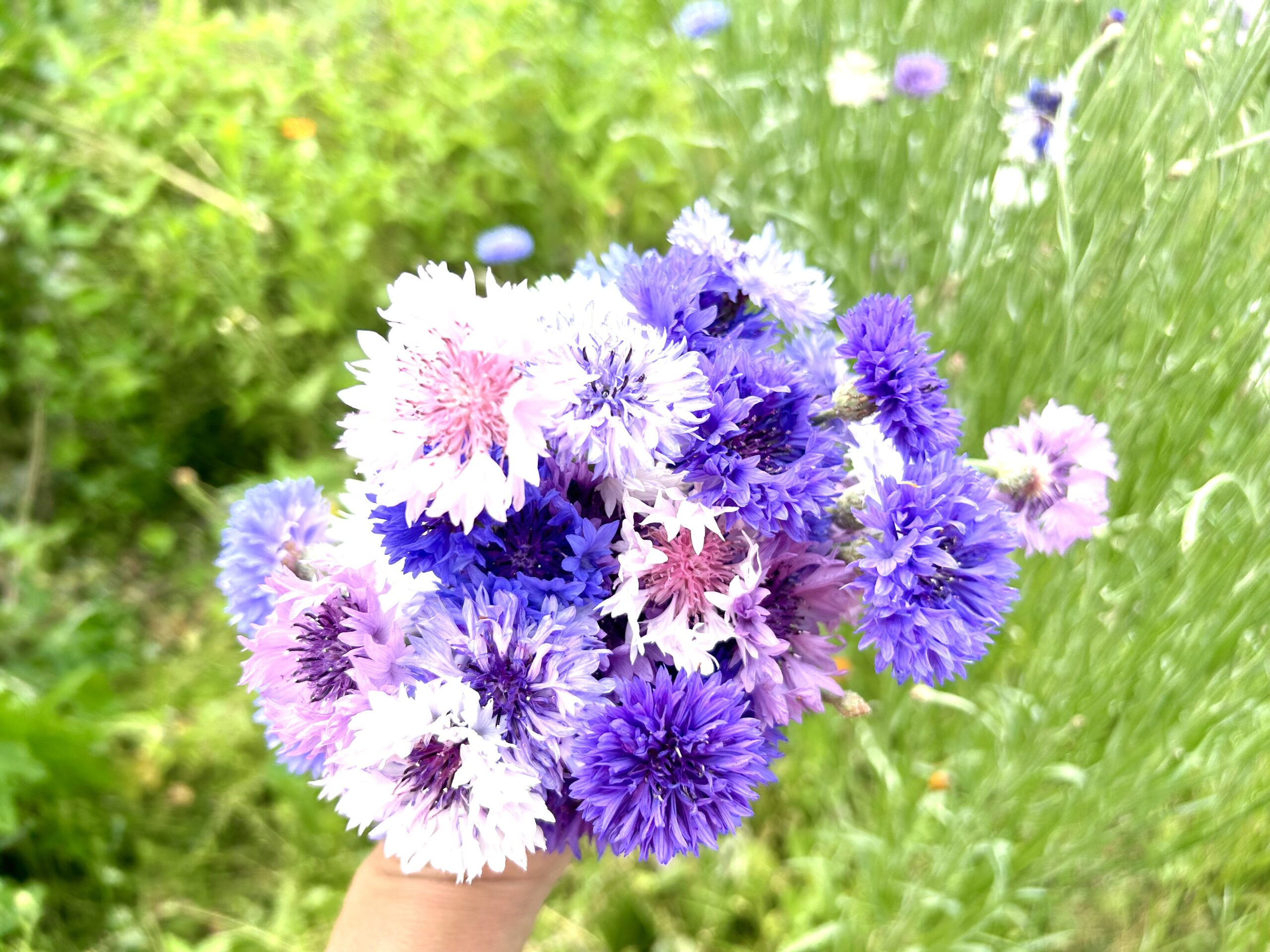 コーンフラワー | 北海道産の美味しいビーツや西洋野菜、北海道米