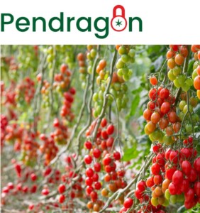 Tomatoes in the spotlight - Global