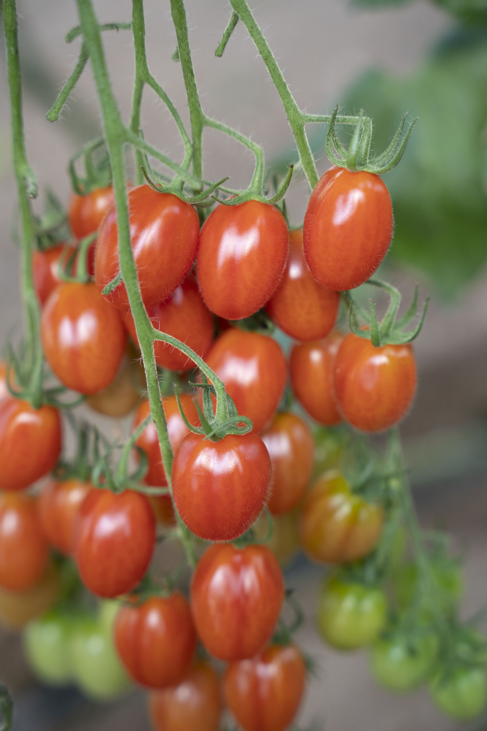 Tomato Archives - Global