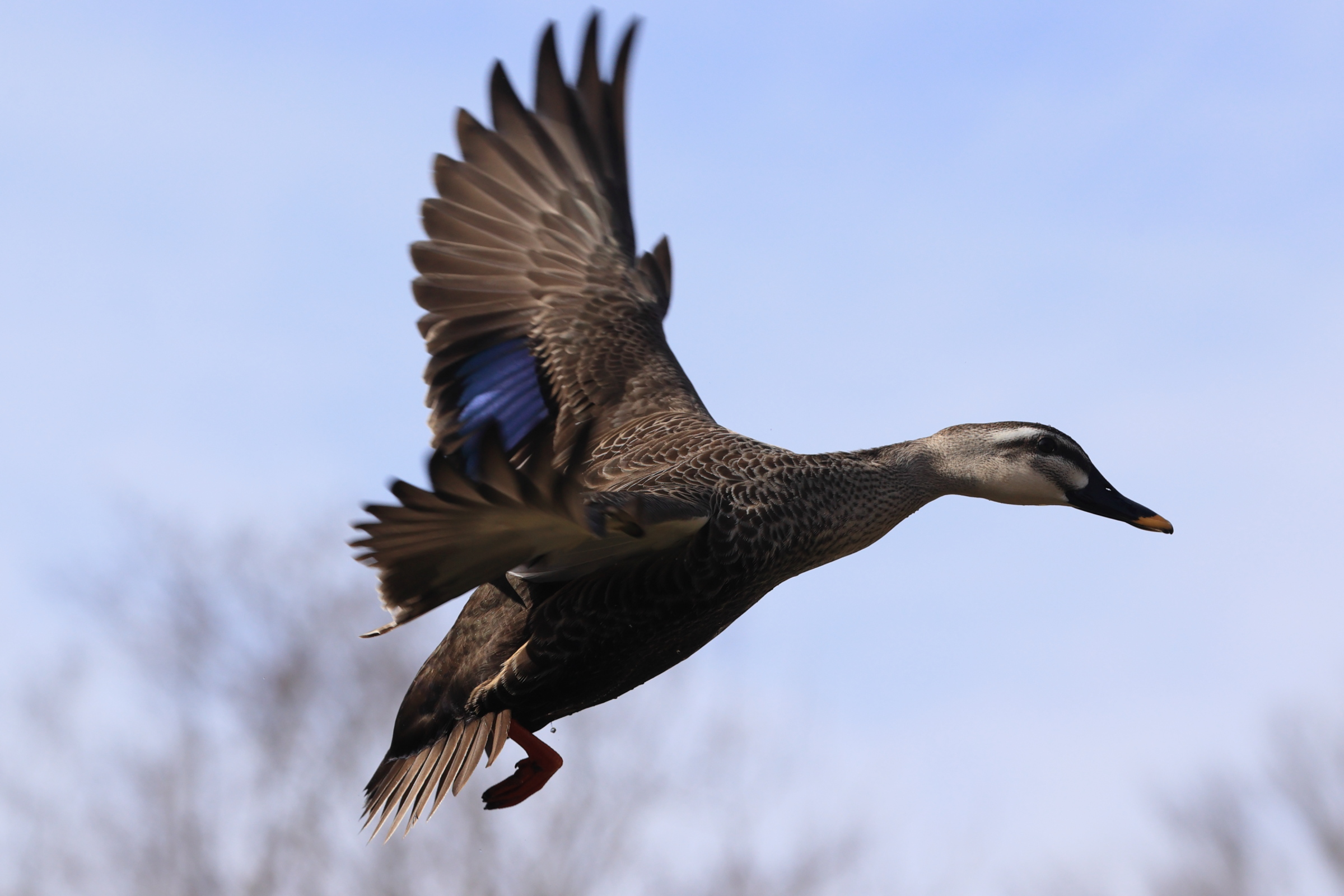 カモ | 箱根ガラスの森美術館 ブログ | ヴェネチアン・グラス専門の美術館
