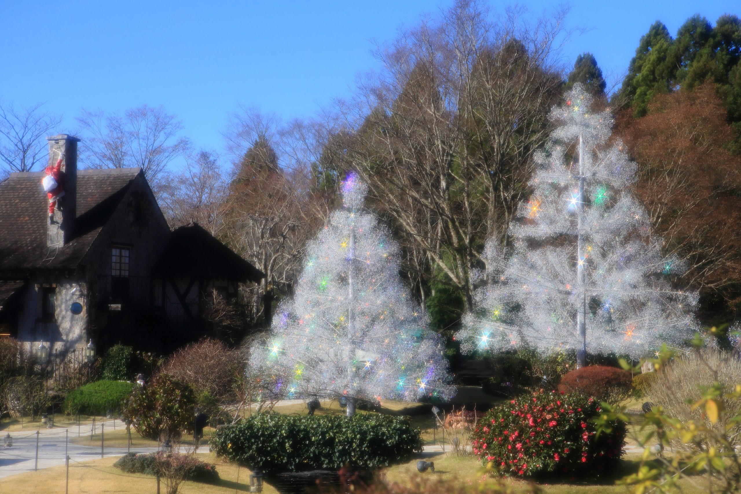 予告】クリスタル・ガラスのクリスマスツリー | 箱根ガラスの森美術館