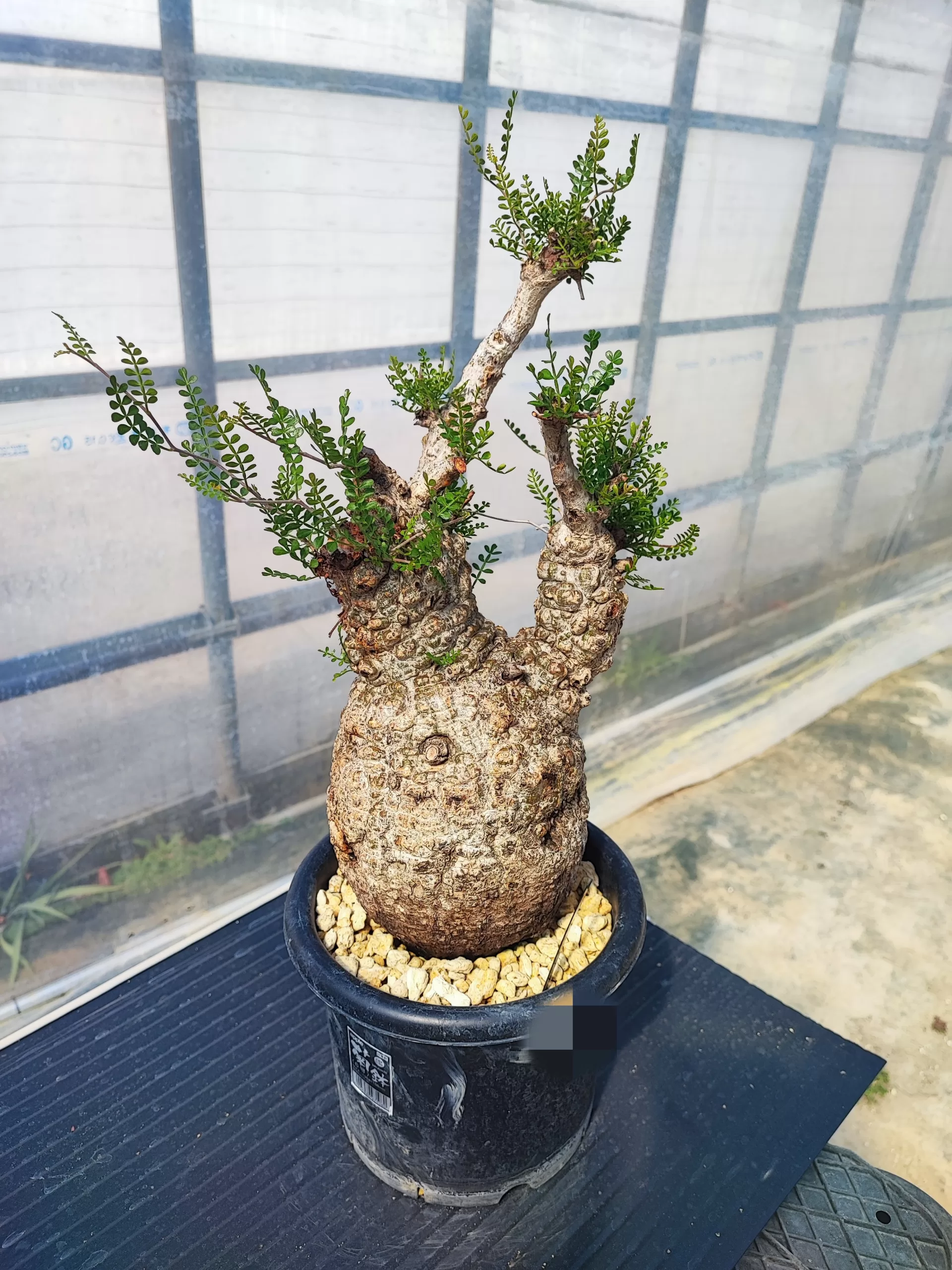 塊根植物専門『ハコネコオークション』開催中