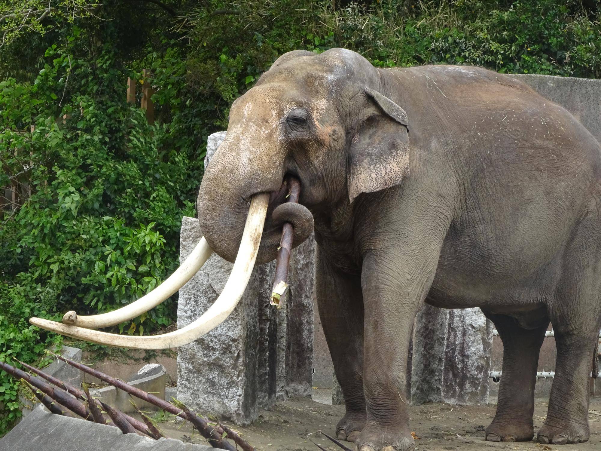 ブログ de トラベル サバンナの動物に会いに‼ (アフリカゾウ編