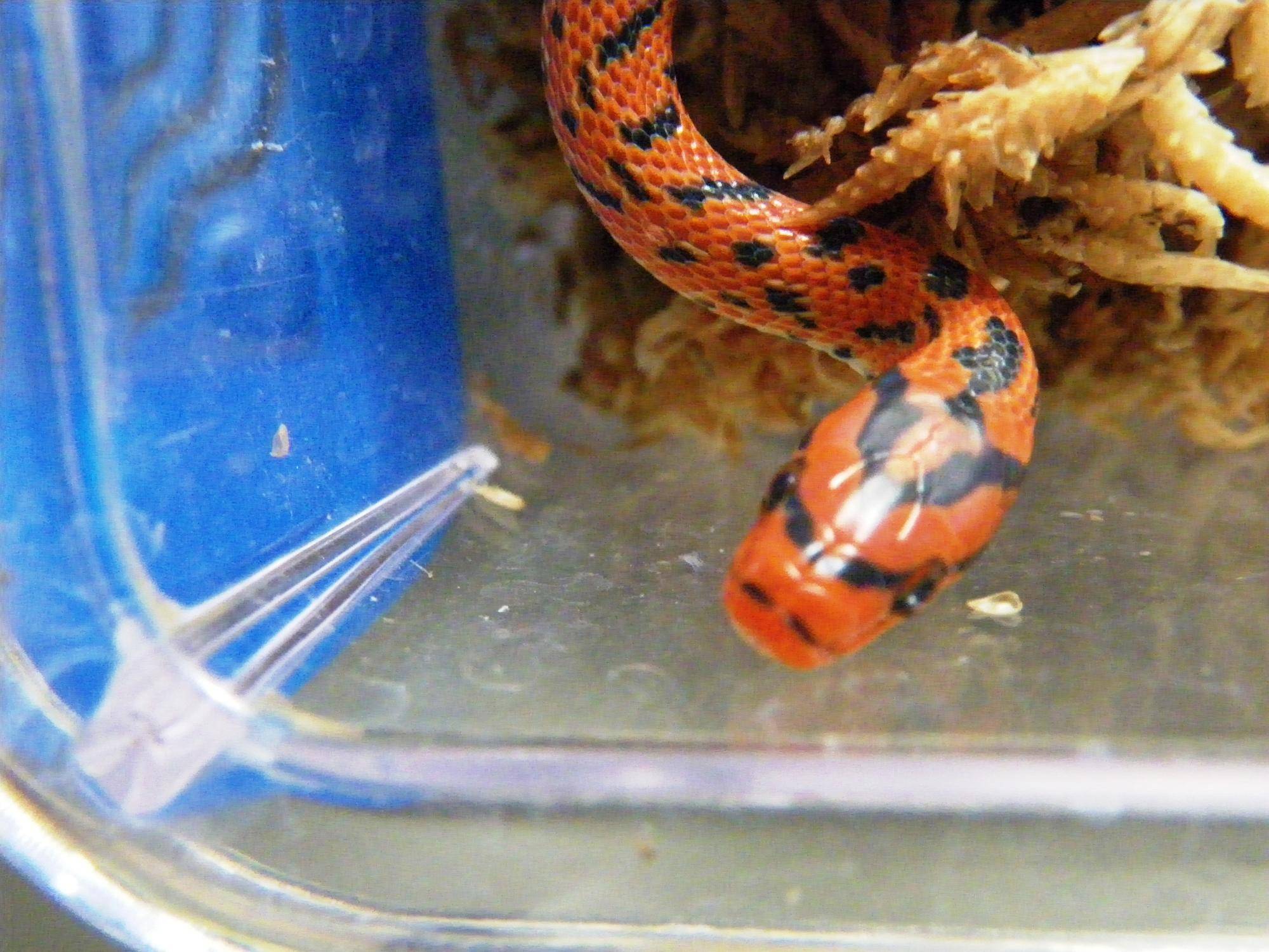 2025年ヘビ年と日本産ヘビ展⑤|動物トピックス｜ブログ|野毛山