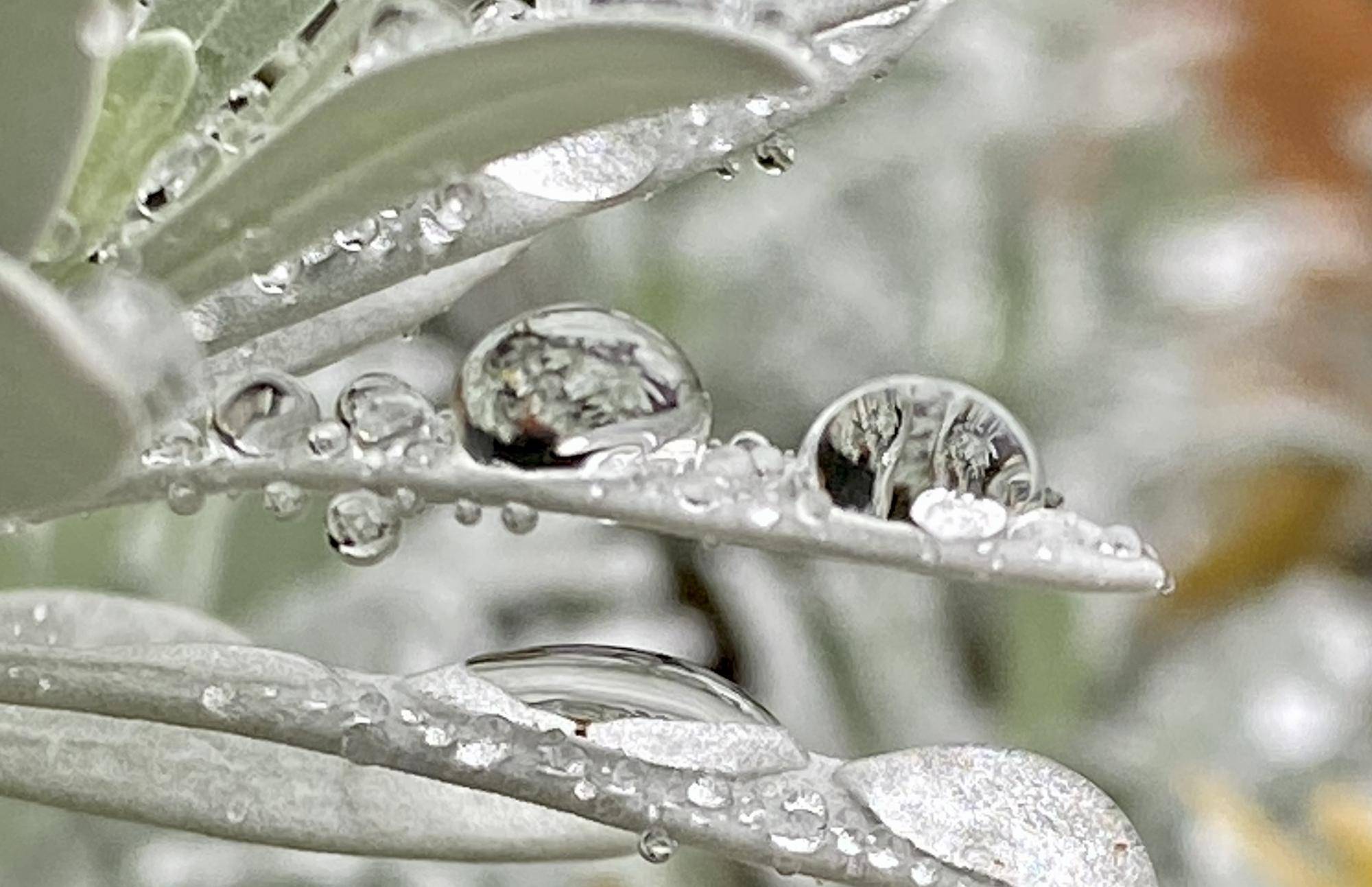 水滴】|｜ブログ|三ツ沢公園公式サイト｜公益財団法人 横浜市緑の協会