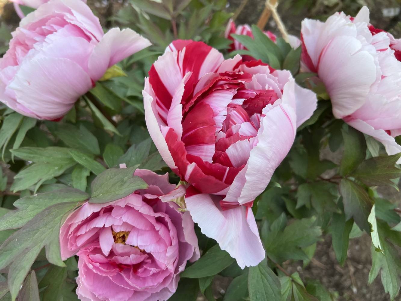 博文邸 花だより【牡丹編】2024年4月13日|｜ブログ|野島公園/旧伊藤