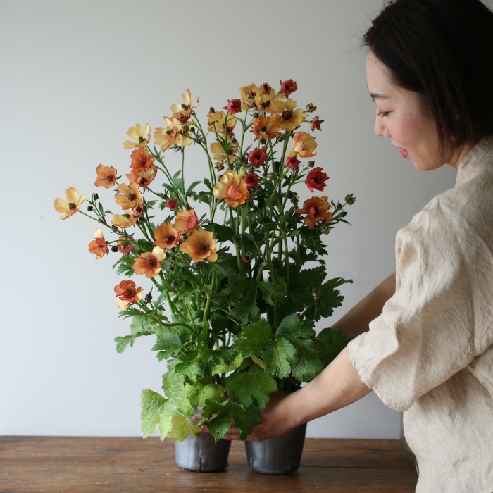 2鉢セット】ラナンキュラス ラックス〔ウラノス〕 | アトリエ華もみじ