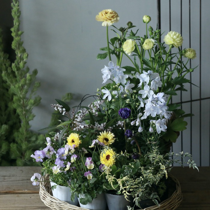 2鉢セット】ラナンキュラス ラックス〔リーベラ／ニノス〕（東京発送