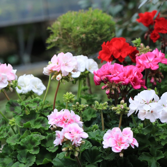 産地直送】秋田緑花農園のゼラニウム（7種）セット | アトリエ華もみじ