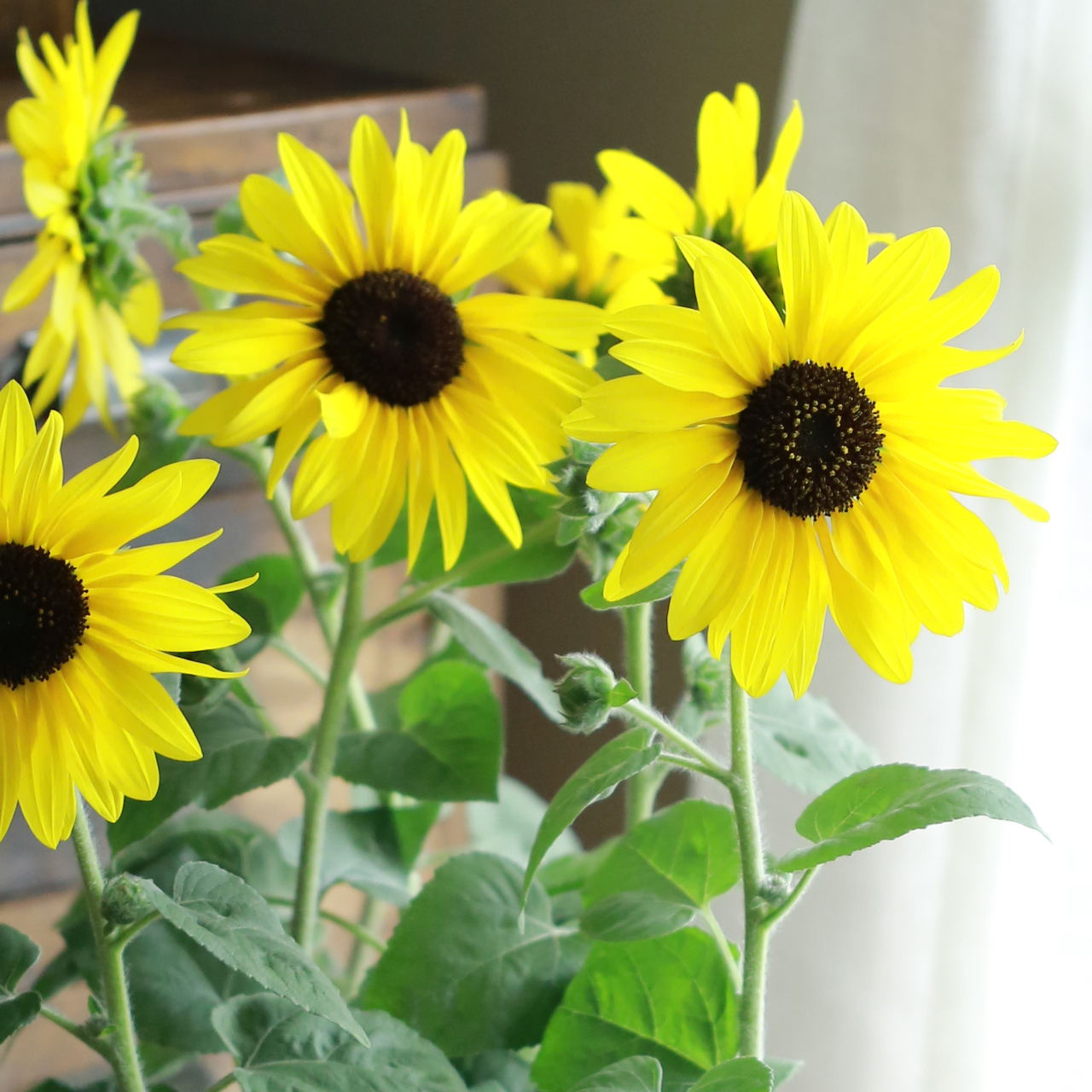 産地直送】ヒマワリ “サンフィニティ”（3ポット） | アトリエ華もみじ