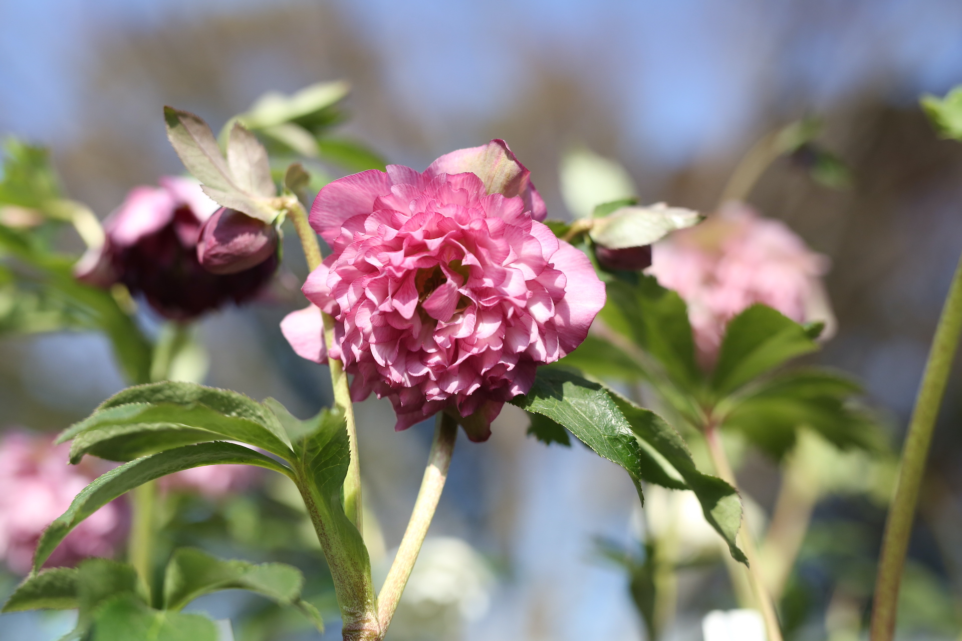 よっしー日記 。Vol.13 〜クリスマスローズの魅力〜 | アトリエ華もみじ