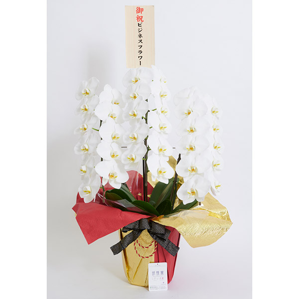 こだわりラッピング 豪華絢爛＞胡蝶蘭 3本立（白） 36～39輪｜ギフト
