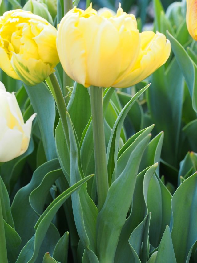 チューリップ イエローマルガリータ – チューリップ・宿根草事典