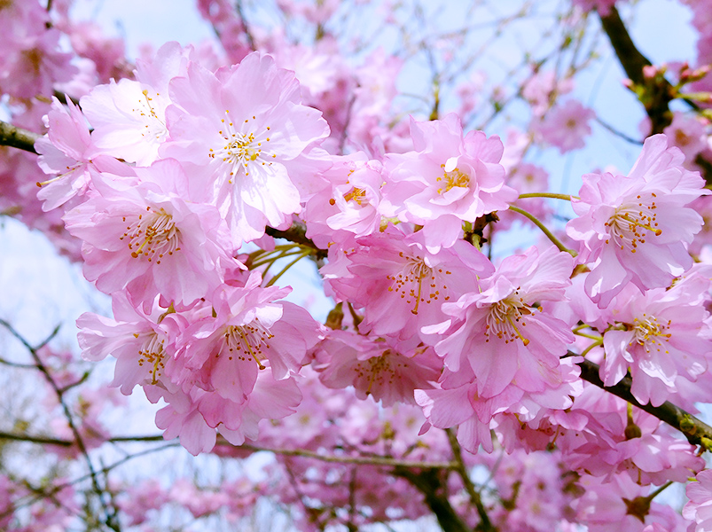 桜図鑑｜公益財団法人日本花の会
