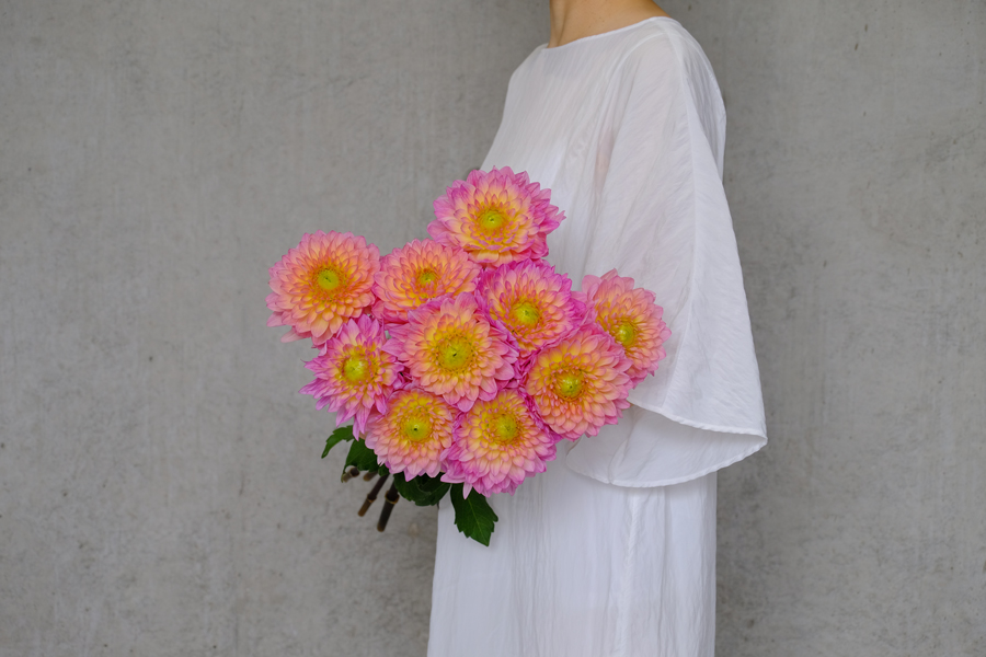 第二十五話 「NAMAHAGEダリア2023」 | 旬花百科 | 花毎（はなごと）