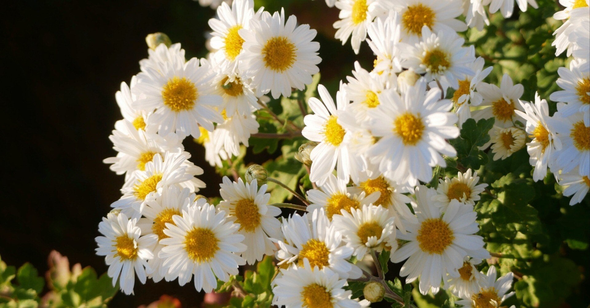 白菊 | 花以想の記