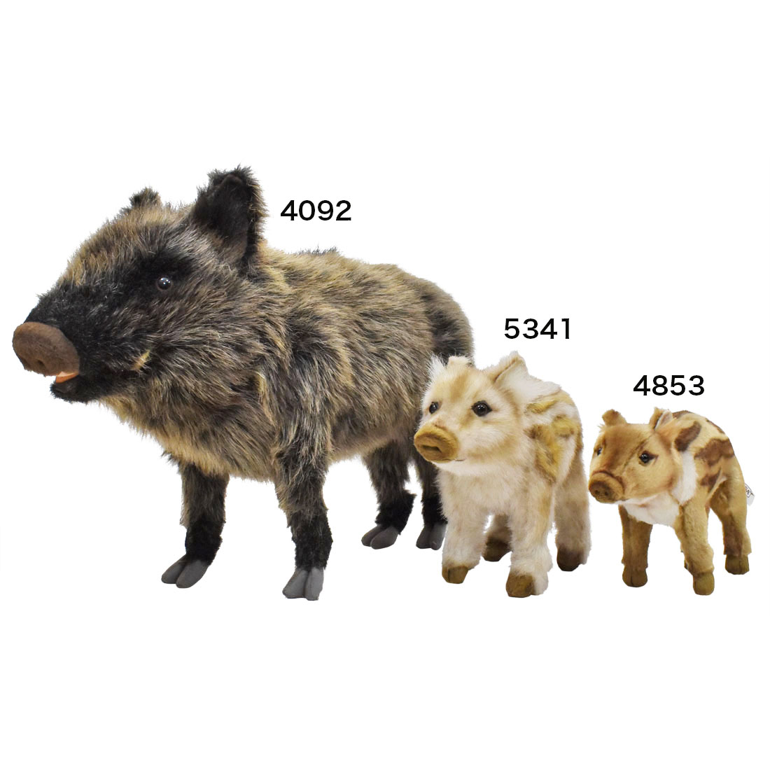 イノシシ(仔) 28 | HANSA