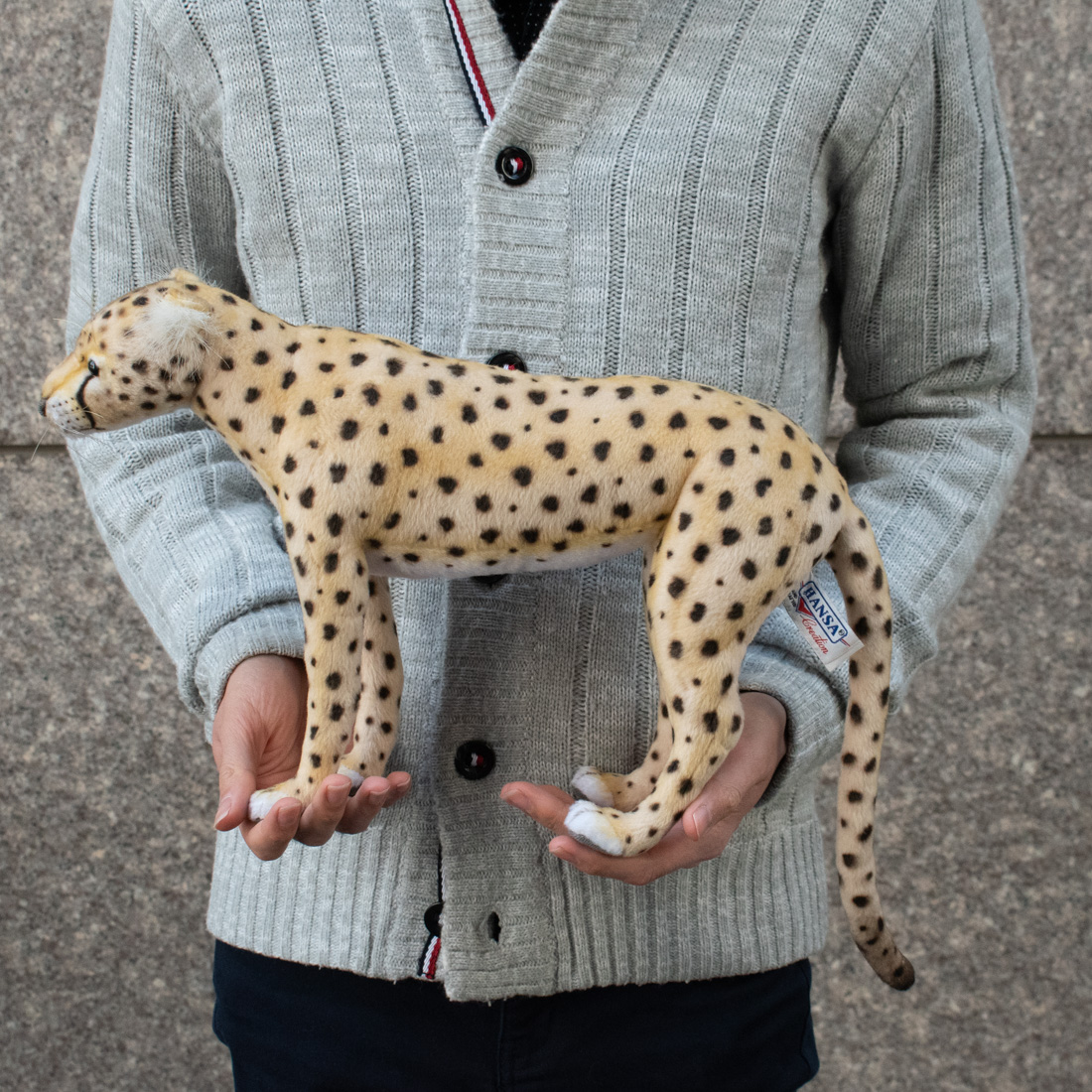 チーター 34 | HANSA