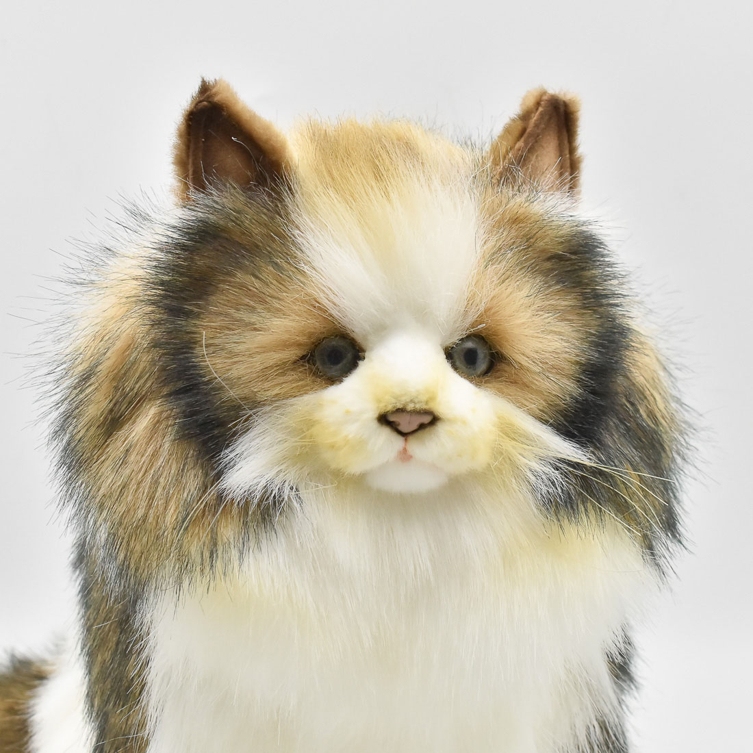 ノルウェージャンフォレストキャット 35 | HANSA