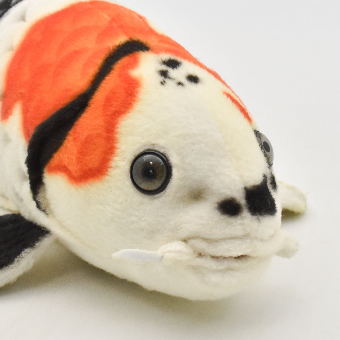 錦鯉 昭和三色 35 | HANSA