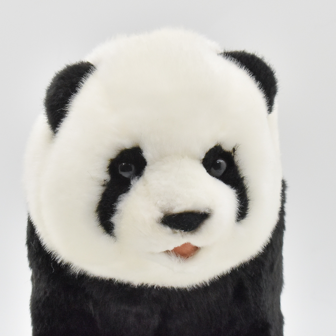 ジャイアントパンダ(Taipei Zoo) 33 | HANSA