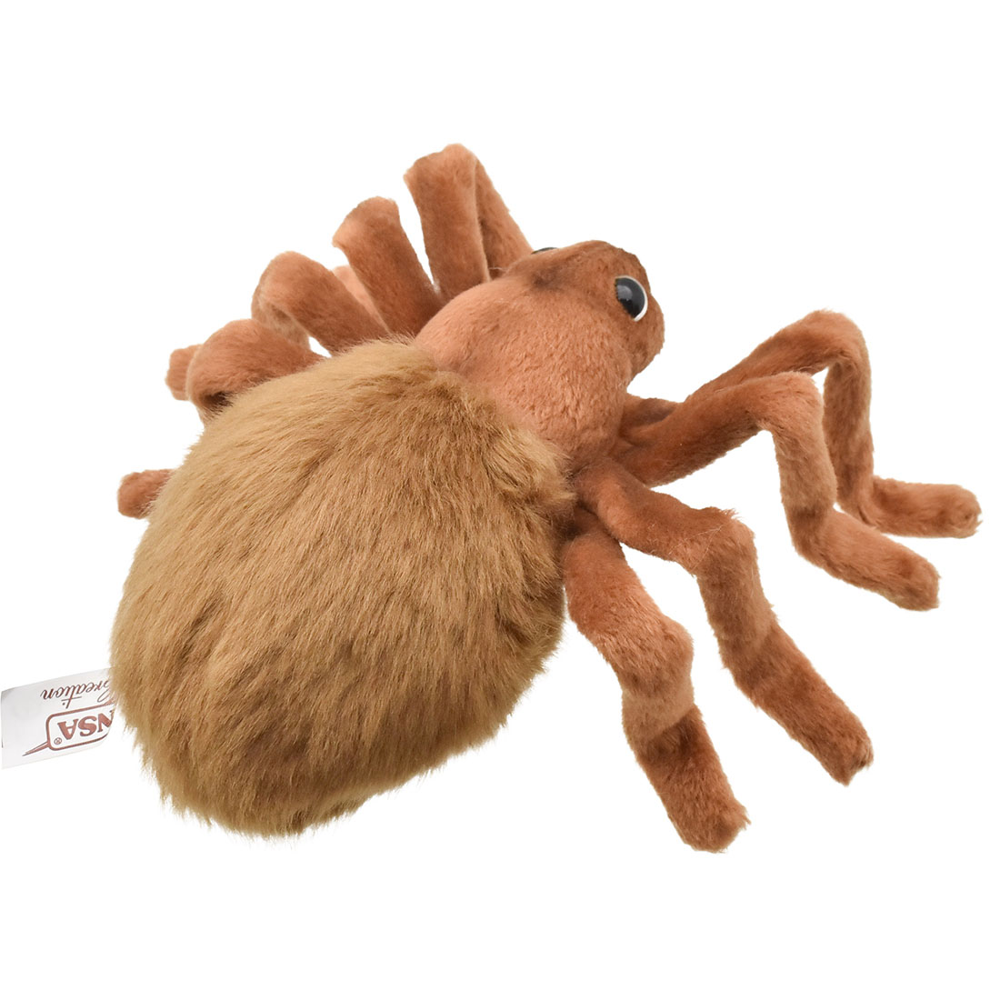 ブラウンタランチュラ 19 | HANSA