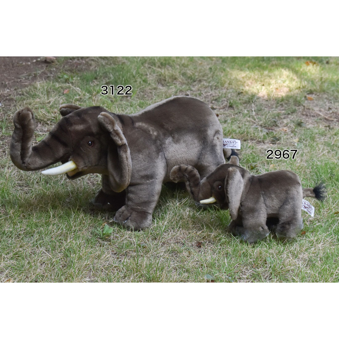 アフリカゾウ 48 | HANSA