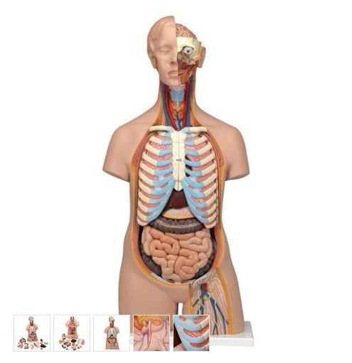 Healthlink Holdings Limited :: 3B Scientific - 人體解剖模型