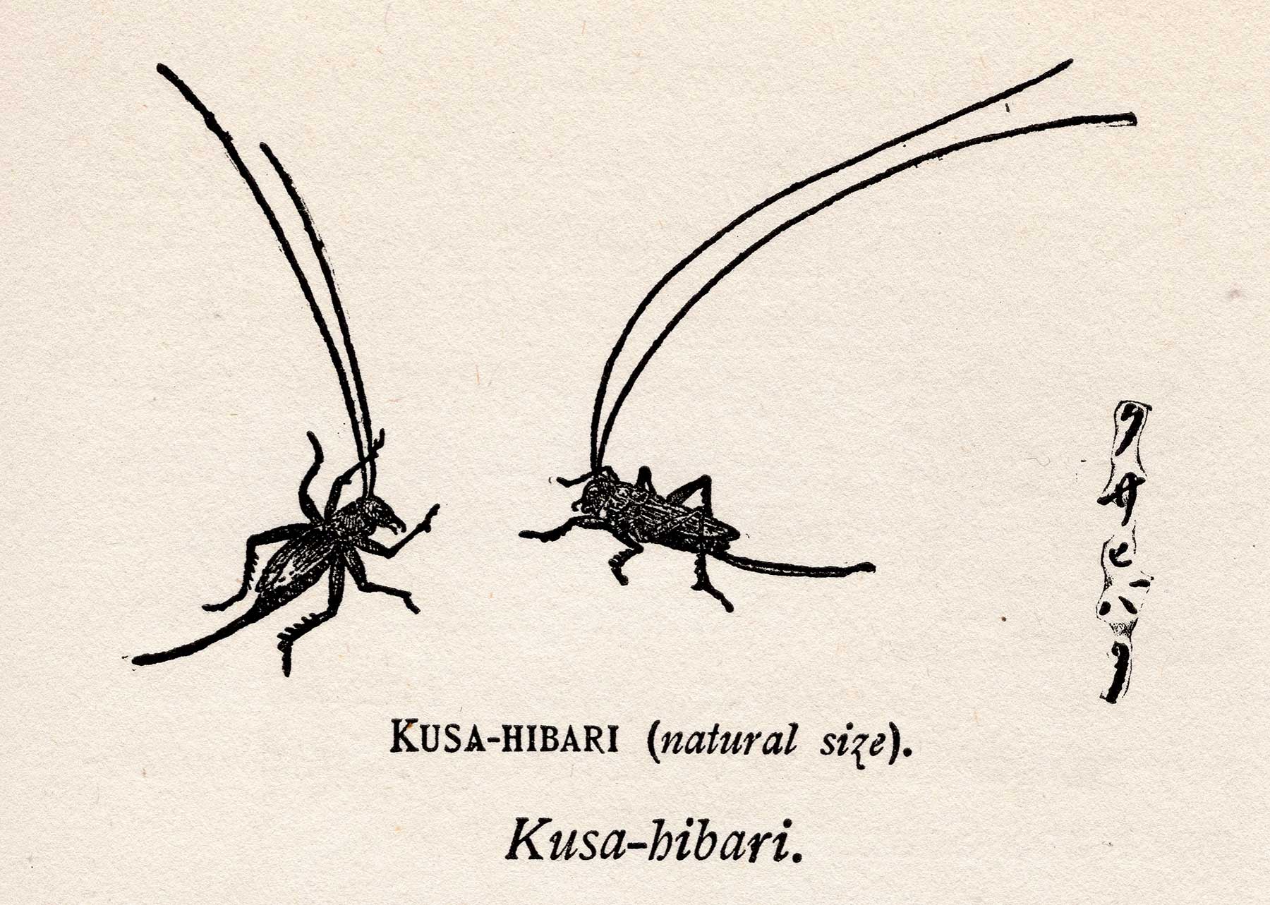 虫の詩 かそけきものの声音を愛す The Poetry of Insects—Loving the