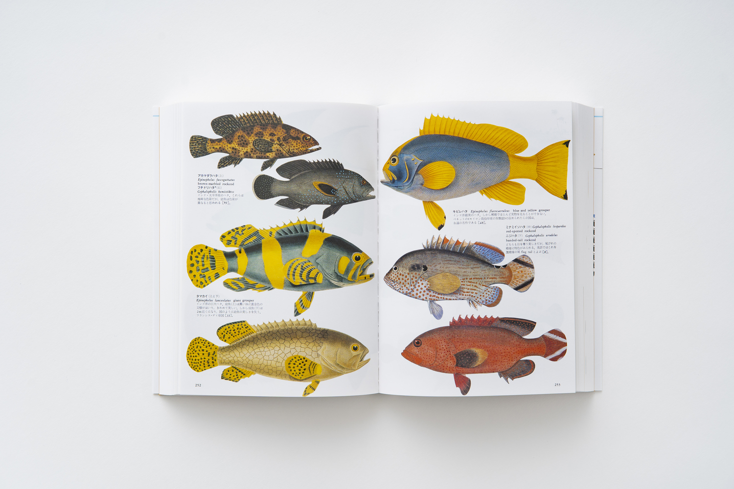 普及版 世界大博物図鑑 2 魚類 - 平凡社