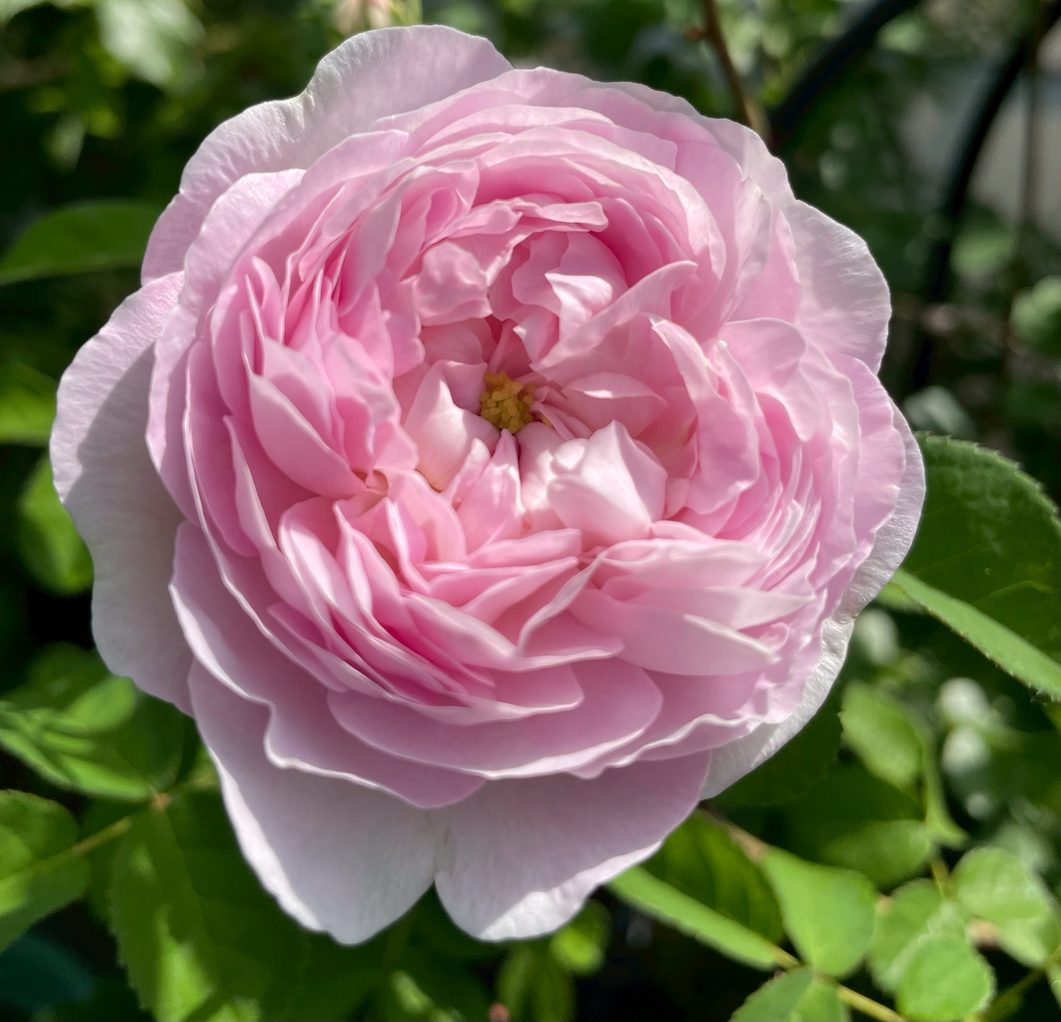 オールドローズ強香大苗 グロワール ドゥ フランス Herb&Rose バラ苗