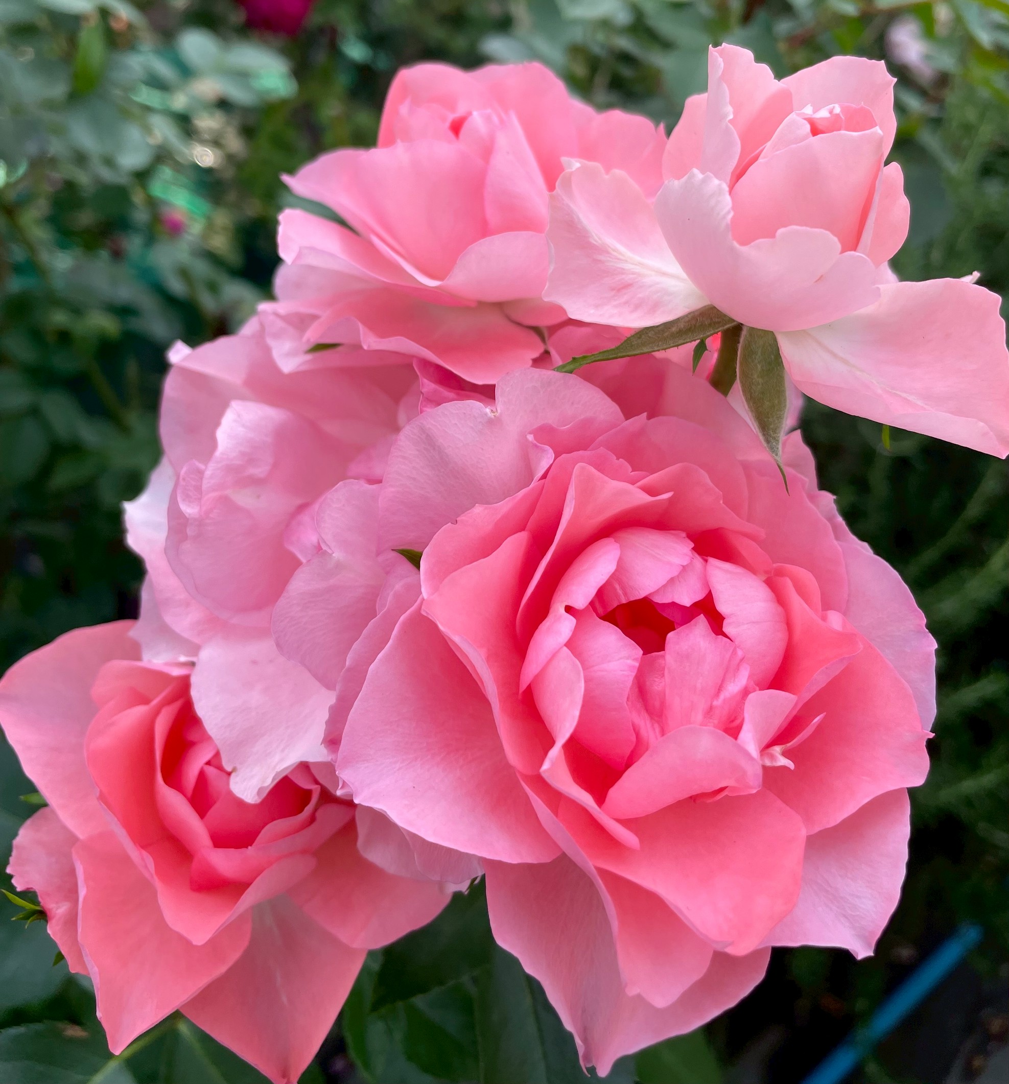 四季咲きバラ大苗 ジャルダンドゥフランス Herb&Rose バラ苗販売 商品