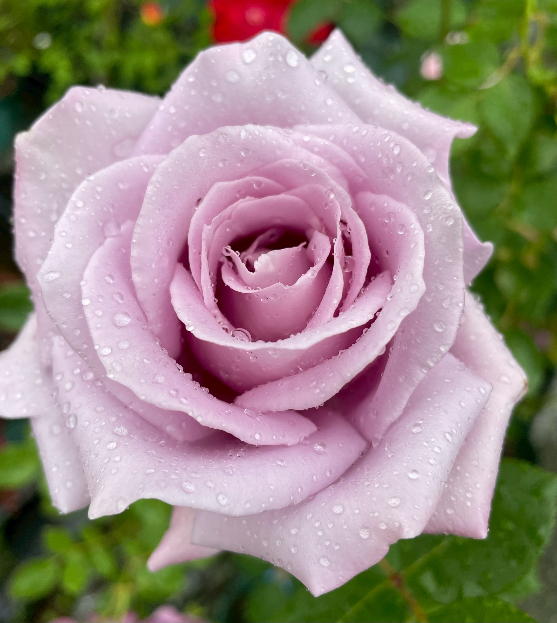 つるバラ 四季咲き大苗 ブルームーンCL Herb&Rose バラ苗販売 商品詳細