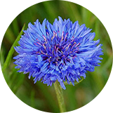 HERMOSA｜Derma THE FIRST