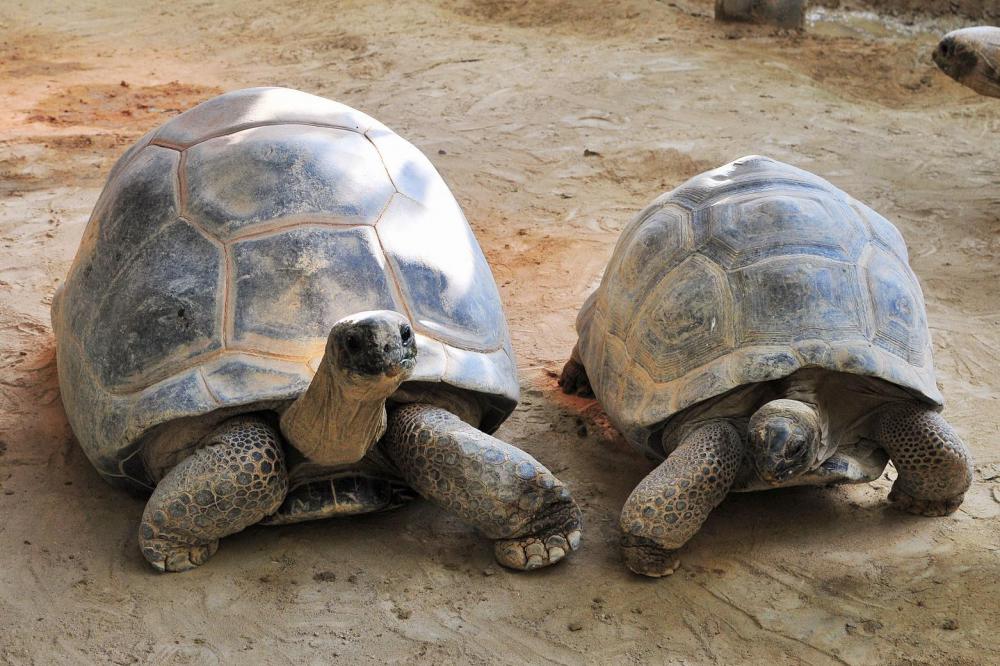 アルダブラゾウガメ｜動物園の仲間たち｜東山動植物園