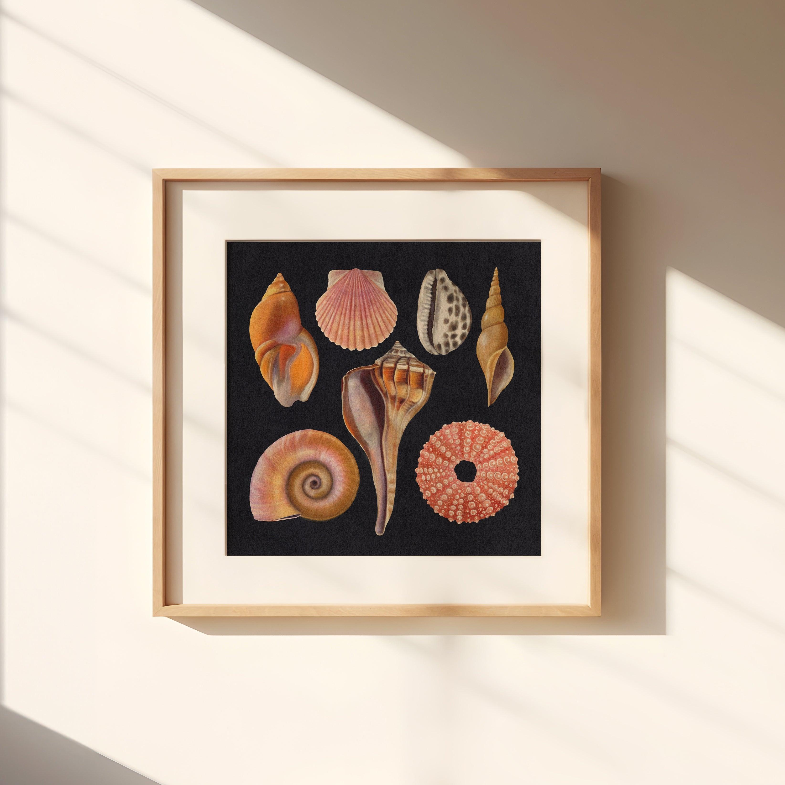 Vintage Botanical Seashell Illustration by Rebecca Zwanzig of High